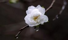 [我的偶像]梅花传_1500字