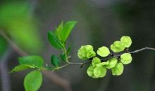 花事知多少（节选）_450字