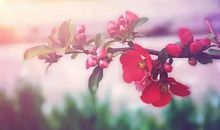 [我的偶像]你是人间的四月天_1500字