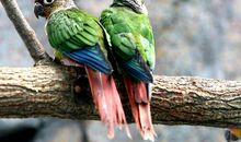 [暑假生活]鹦鹉_400字