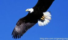 [暑假生活]寂鹰_750字