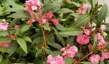 仙逆 第十三章 长老_2000字