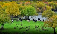 [秋天的童话]假如我是……_200字