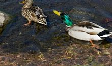 池塘里的鸭子们_750字