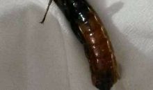 木头里有虫_800字