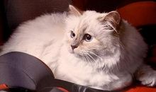 一只猫带给主人的一份遗嘱_1500字