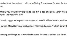 元旦英语作文：New year's day_1000字