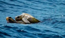 [超级行动]我的旅行计划_450字