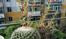 [超级行动]吃货的“盆栽”_900字