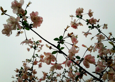 海曙花速度_1000字