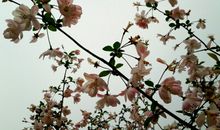 海棠花未眠_1000字