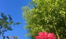 [暑假生活]笑浮沉_250字