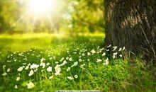 阳光与小草_1000字