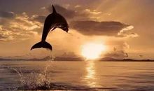 [暑假生活]逆水行舟，不进则退_800字