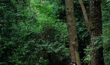 走进山林深处_1200字