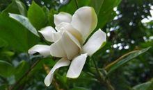 栀子花开，SO beautiful so white_1000字