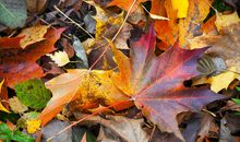 秋天的树叶_900字