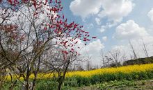 又见三月花姑娘_650字