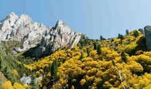 悦林白竹摇，留影映窗棂_100字