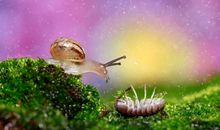 蜗居与蜗牛_800字