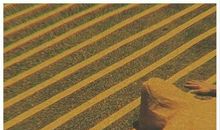 那年的我们是一道风景线 _700字