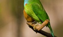 啄木鸟见闻_500字