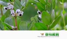 我和鸟儿在春天有个约定_1200字