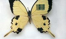 蝴蝶的翅膀_1200字