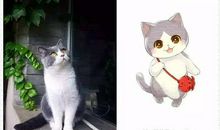 我的小猫咪——朵朵_500字