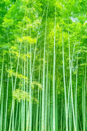 竹林_450字