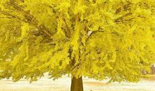 [暑假生活]孤独银杏_800字