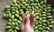 我的青橄榄_900字