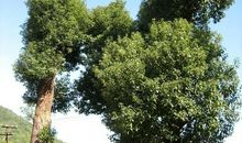 一棵香樟的自白_800字