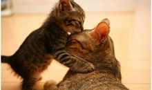 可爱的小猫咪_300字