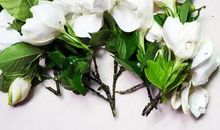 [暑假生活]栀子花开_700字