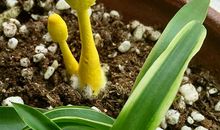 蘑菇里的学问_450字