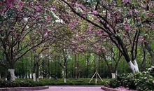 [超新星中学组]樱花雨的爱_1500字