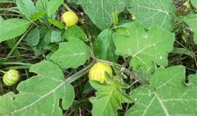 枯黄落尽见嫩黄_700字