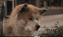 《忠犬八公》英语读后感_1200字
