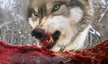 《藏地密码》英语读后感_1500字