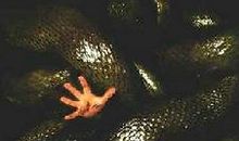 《狂蟒之灾》英语读后感_1500字