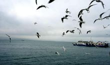 [暑假生活]我与海鸥同行_1200字