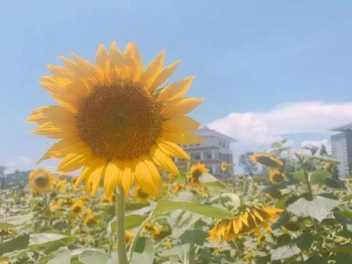 成功的花朵争取你_800字