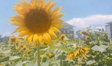 成功的花儿在向你招手_800字