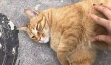 大黄狗喵喵_250字