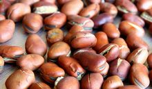 初三写人作文：和奶奶采蚕豆_750字