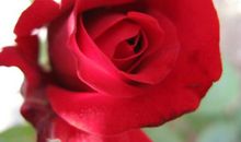 [暑假生活]有一簇花_200字