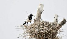 鸟筑巢并非为了睡觉_250字