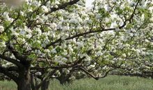 寻找心中盛开的那朵梨花_650字