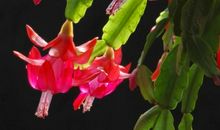 六年级状物作文：小小蟹爪兰_350字